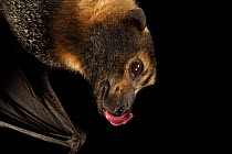 Close up of female Spectacled flying fox bat (Pteropus conspicillatus), only captive individual in Western hemisphere, hanging upside down, licking its nose, at Lubee Bat Conservancy, Florida, USA....