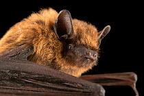 Close up of Common pipistrelle bat (Pipistrellus pipistrellus) head at Hessilhead Wildlife Rescue, UK.    Captivity.