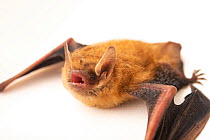 Tricolored bat (Perimyotis subflavus) crawling and calling from private collection in Oklahoma, USA.  Captivity.