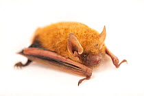Tricolored bat (Perimyotis subflavus) crawling from private collection in Oklahoma, USA.  Captivity.