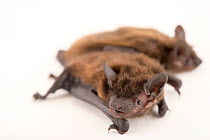 Two Evening bats (Nycticeius humeralis) looking around at private collection in Oklahoma, USA.  Captivity.