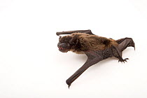 Female Evening bat (Nycticeius humeralis) crawling at WildCare Foundation, Oklahoma, USA.  Captivity.