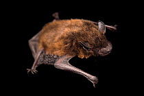 Evening bat (Nycticeius humeralis) crawling at private collection in Oklahoma, USA.  Captivity.