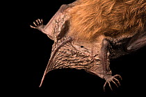 Close up of Noctule bat (Nyctalus noctula) tail,  at Centro Fauna Selvatica Il Pettirosso, Italy.  Captivity.