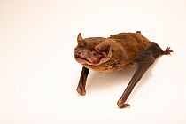 Noctule bat (Nyctalus noctula) crawling at Wildwood Trust, Canterbury, UK.  Captivity.