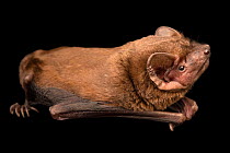 Noctule bat (Nyctalus noctula) crawling, looking up, at Wildwood Trust, Canterbury, UK.  Captivity.