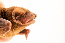 Profile of Noctule bat (Nyctalus noctula) face at Wildwood Trust, Canterbury, UK.  Captivity.