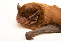 Close up of Leisler's bat (Nyctalus leisleri) head at Wildwood Trust, Canterbury, UK.  Captivity.