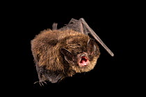 Yuma myotis bat (Myotis yumanensis) crawling and calling at Northwest Trek Wildlife Park, Washington, USA.  Captivity.