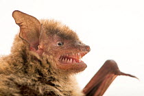 Profile of Cave myotis bat (Myotis velifer) head at Austin Bat Refuge, Texas, USA.  Captivity.
