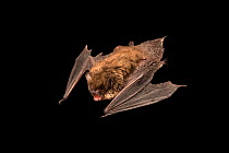 Whiskered bat (Myotis mystacinus) crawling and calling at Wildwood Trust, Canterbury, UK.  Captivity.