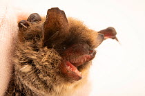 Close up of Whiskered bat (Myotis mystacinus) face, calling, at Wildwood Trust, Canterbury, UK.  Captivity.