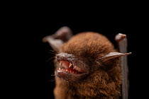 Close up of Nepalese whiskered bat (Myotis muricola) face at University of the Philippines.  Captivity.