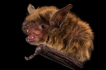 Profile of endangered Little brown bat (Myotis lucifugus) head at Wildlife Rehabilitation Center, Minnesota, USA.  Captivity.