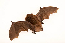 Dorsal view of Daubenton's bat (Myotis daubentonii) flying at Hessilhead Wildlife Rescue, UK.  Captivity.