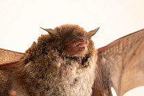 Close up of Daubenton's bat (Myotis daubentonii) face at Hessilhead Wildlife Rescue, UK.  Captivity.