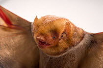 Close up of female Eastern red bat (Lasiurus borealis) face, calling, in Florida, USA.  Captivity.