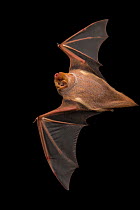 Female Eastern red bat (Lasiurus borealis) flying in Florida, USA.  Captivity.