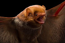 Close up of female Eastern red bat (Lasiurus borealis) face,calling, in Florida, USA.  Captivity.