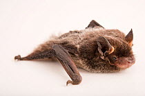 Silver-haired bat (Lasionycteris noctivagans) crawling at RD Wildlife Management in Albuquerque, USA.  Captivity.