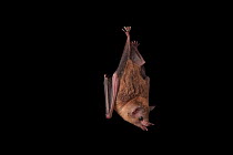 Pallas's long-tongued bat (Glossophaga soricina) hanging upside down, at Houston Zoo, USA.  Captivity.