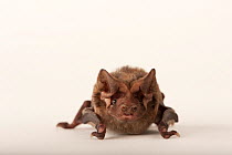 Florida bonneted bat (Eumops floridanus), listed as federally endangered by USFW, crawling, Florida, USA.  Captivity.