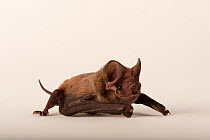 Florida bonneted bat (Eumops floridanus), listed as federally endangered by USFW, crawling, Florida, USA. Captivity.