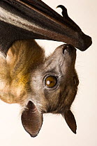Close up of Straw-colored fruit bat (Eidolon helvum), hanging upside down, at Tulsa Zoo, USA.  Captivity.