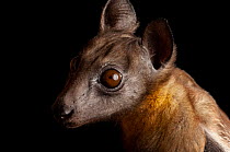 Close up of Straw-colored fruit bat (Eidolon helvum) face at Tulsa Zoo, USA.  Captivity.
