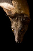 Close of Straw-colored fruit bat (Eidolon helvum) face, hanging upside down, at Tulsa Zoo, USA.  Captivity.