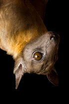 Close up of Straw-colored fruit bat (Eidolon helvum) face, hanging upside down, at Tulsa Zoo, USA.  Captivity.