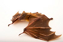 Lesser short-nosed fruit bat (Cynopterus brachyotis) crawling at Lubee Bat Conservancy in Florida, USA.  Captivity.