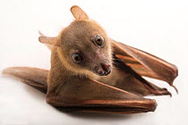 Close up Lesser short-nosed fruit bat (Cynopterus brachyotis) face at Lubee Bat Conservancy in Florida, USA.  Captivity.