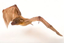 Lesser short-nosed fruit bat (Cynopterus brachyotis) flying at Lubee Bat Conservancy in Florida, USA.  Captivity.