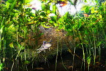 Axolotl (Ambystoma mexicanum) underwater surrounded by lush aquatic vegetation, Mexico.