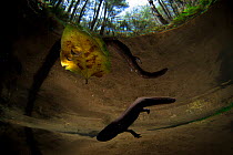 Axolotl (Ambystoma mexicanum) swimming in a small pool surrounded by trees, Sierra de Manantlan, Mexico.