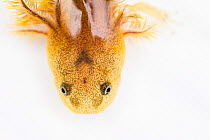 Close up of Axolotl (Ambystoma mexicanum) head and gills on white background, Mexico.