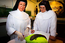 Two Dominican nuns weighing an Axolotl (Ambystoma mexicanum). The nuns are part of the only religious organization that actively participates in conservation projects in Mexico, they help to encourage...