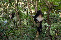 Two Milne-Edward's sifakas (Propithecus edwardsi) with juvenile climbing in trees, Ranomafana National Park, Madagascar.