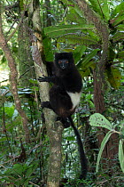Milne-Edward's sifaka (Propithecus edwardsi) climbing up a tree trunk, Ranomafana National Park, Madagascar.