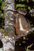Eastern woolly lemur (Avahi laniger) sitting in a tree at night, Analamazaotra Reserve, Madagascar.