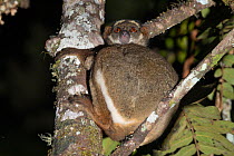 Eastern woolly lemur (Avahi laniger) resting in a tree at night, Analamazaotra Reserve, Madagascar.