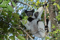 Indri (Indri indri) eating leaves in the treetops, Analamazaotra Reserve, Madagascar.