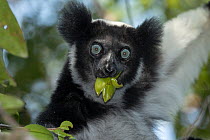 Indri (Indri indri) eating leaves in the treetops, Analamazaotra Reserve, Madagascar.