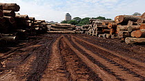 Pan up from deep tyre marks in mud to hardwood rainforest timber stockpile. The hardwood trees are transported here via the Congo River, and are then stripped and numbered for shipment and export, 'La...