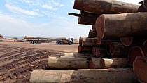 Wide shot of rainforest timber stockpile with hardwood loaded onto a truck for transportation, 'La Grand Port' Shipyard, Kinshasa, Democratic Republic of the Congo.