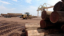 Heavy duty fork-lift wheel loader driving into frame to load a hardwood log onto the truck. The trees are transported here via the Congo River, and are then  stripped and sorted for exportation, 'La G...