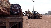 Heavy duty fork-lift wheel loading hardwood timber onto a trailer. The trees arrive here  via the Congo River, and are then  stripped and numbered for shipment and export, 'La Grand Port' Shipyard, Ki...