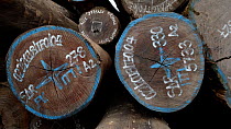 Tracking shot upwards showing marked-up hardwood timber from the rainforest awaiting sorting and exportation to final destination, 'La Grand Port' Shipyard, Kinshasa, Democratic Republic of the Congo.