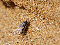 Male Anthomyiid fly (Delia albula) sunning itself on a coastal sand dune, Merthyr Mawr Warren National Nature Reserve, Glamorgan, Wales, UK. April.